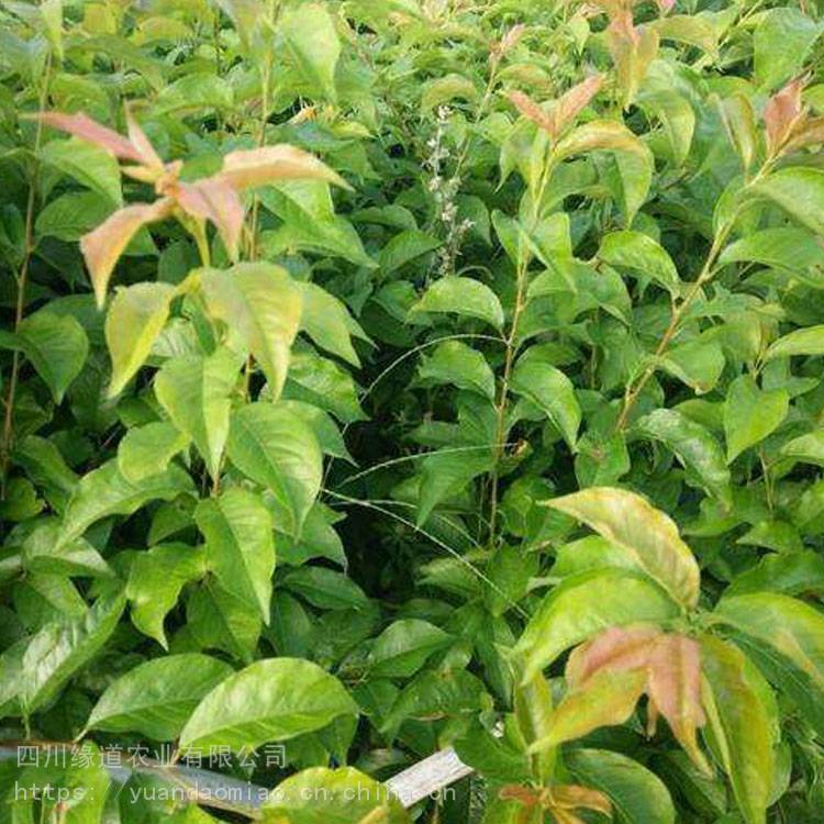 我市开展“情暖童心”流动少年宫关爱农村留守儿童集中服务活动|十大外围足球平台app(图2) 十大外围足球大平台