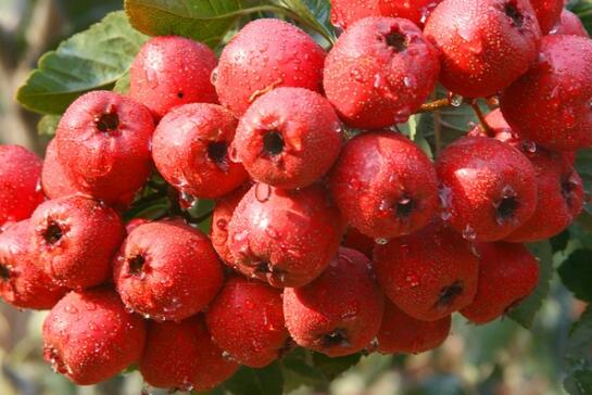 十大外围足球平台app手机版