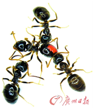 十大外围足球大平台