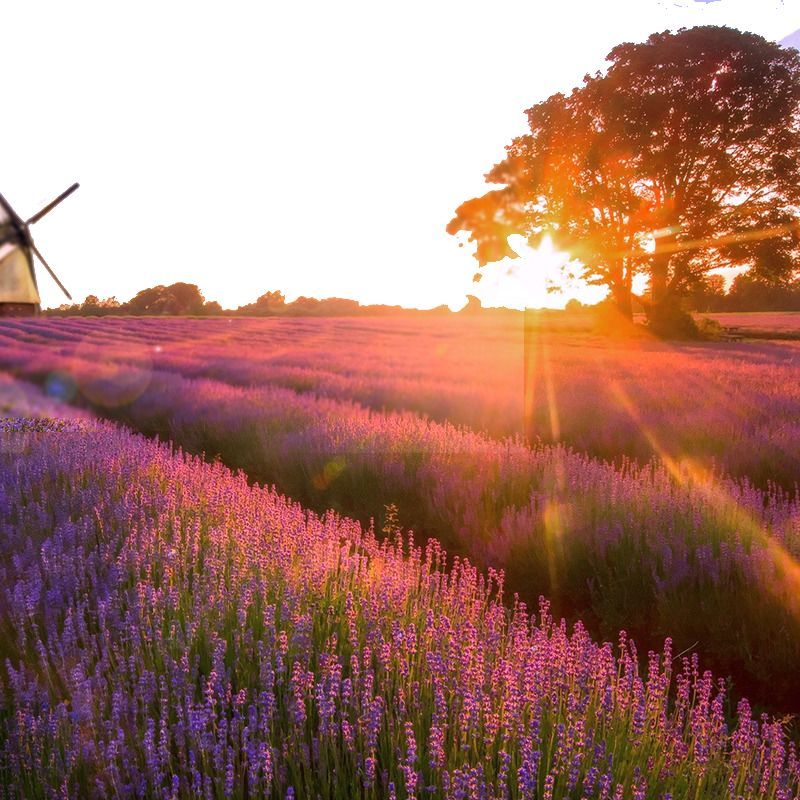 【十大外围足球平台app】家装风水之室内旺财植物有哪些?(图4) 十大外围足球平台app手机版