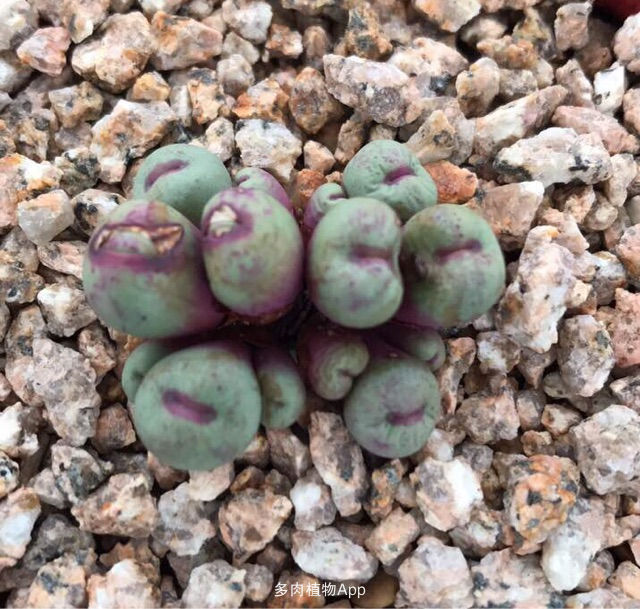 十大外围足球平台app