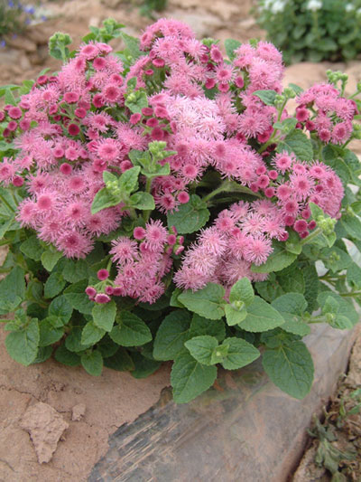 掌握卫浴洁具选购攻略,坐享家居洁净生活_十大外围足球平台app手机版(图1) 十大外围足球平台app手机版