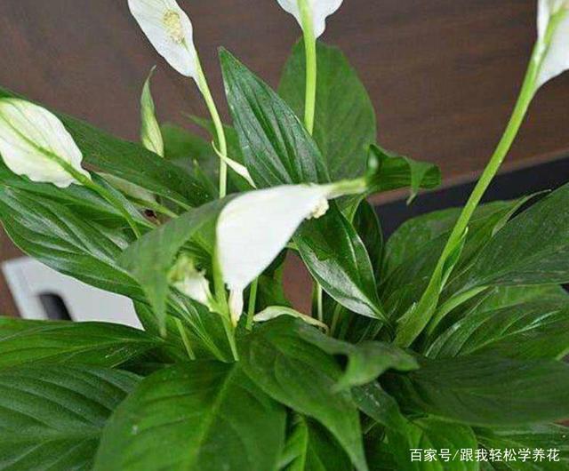 十大外围足球平台app手机版